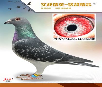 ɣ��ʿ�ǹ��ź���