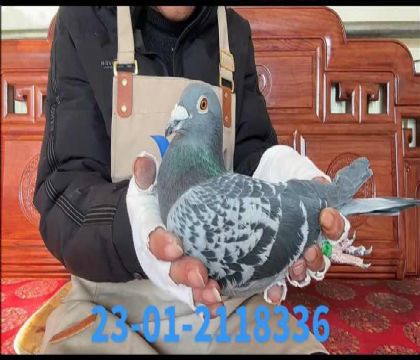 ���׵Ϸ��������������ķֱ��x�漣����ֱŮ��8336