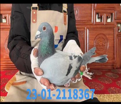 ���ǲ��ˣ����ض�ֱ��x���ض�ֱ��Ů��8367