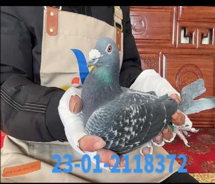 ���£�����������Ůx��������ֱŮ����Ů��8372���Ƽ���