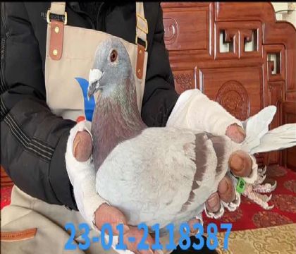 �Ͽ˷����˻�˹���ֱ��8387