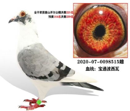 �ٷְٱ�ͨ������