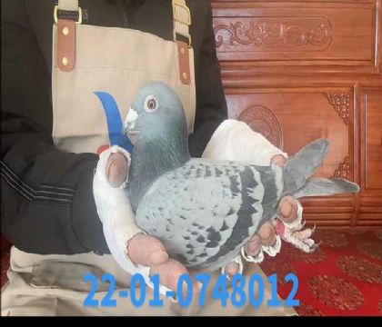 �Ͽ˷����˰���ƥ�����˹��Ѫ��8012