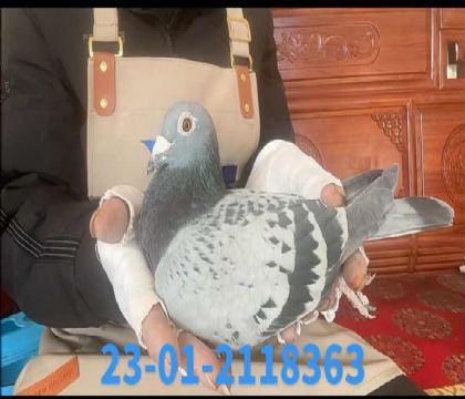 ���¼�����ֱ������Ů8063