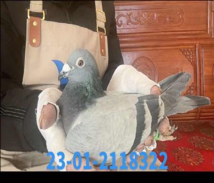 �Ͽ˷����˵Ͽ�����½�Ѫ��8322