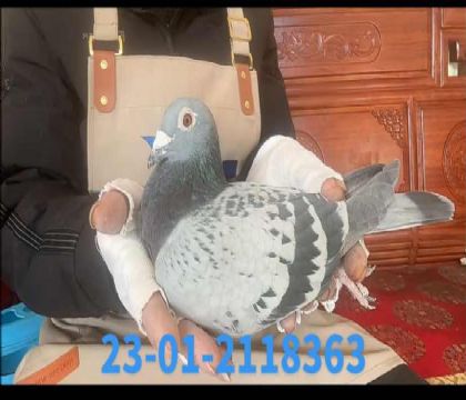 ����˹�ٺ�����xС��������Ů��ֱŮ8363