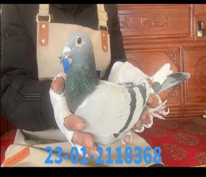 �Ͽ˷��ǲ��ˣ��漣�Ű��ֵ�x���ض�ֱ��Ů��8368