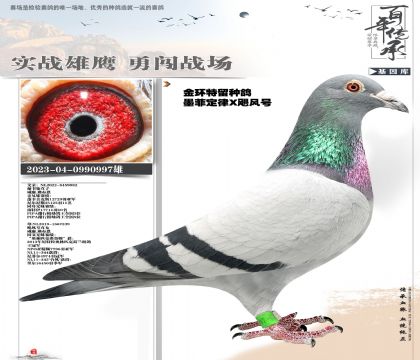 쫷������ָ�997