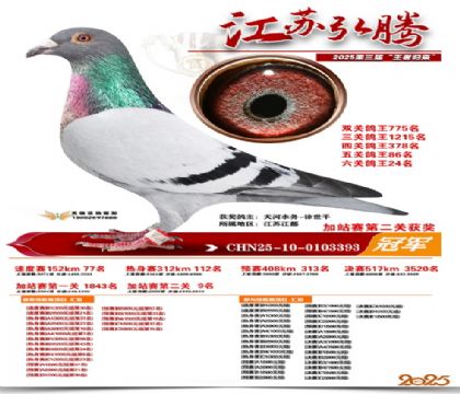 弘腾加站赛第二关获奖冠军