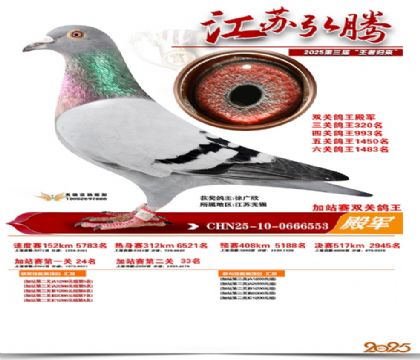 弘腾加站赛双关鸽王4名