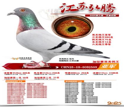 弘腾加站赛双关鸽王亚军