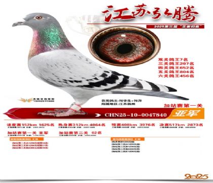 弘腾加站赛第一关亚军