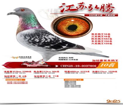 弘腾加站赛双关鸽王10名