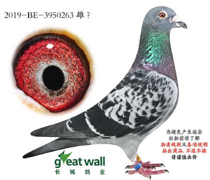 9.�±���263��.3950263