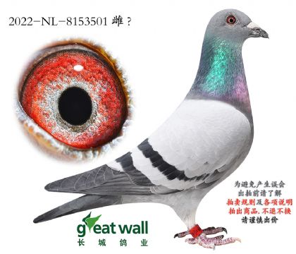 7.����ҫ��С�����Ѫ.8153501