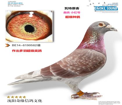 ����ԭ�ᣨС��ţ�