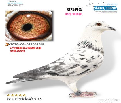 ����������ݹ������380����ѩ�ϻ���