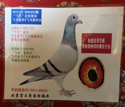 ���ɸꡱ������������483��ĸ��