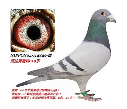 �����ָ뼫Ʒ������ղɭ845��֮��