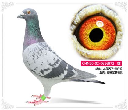 ��������-������--���־�����ϵ972   ��	