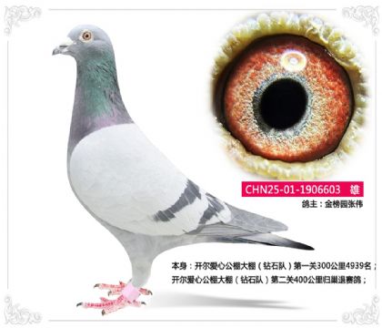 ���԰��ΰ--�������Ĺ������400����鳲������   ��