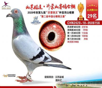 ɽ������ʤ������ɽ����530�������29��  ��	