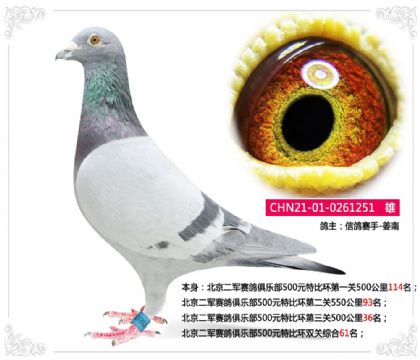 ��������������ֲ�500Ԫ�رȻ�˫���ۺ�61��   ��