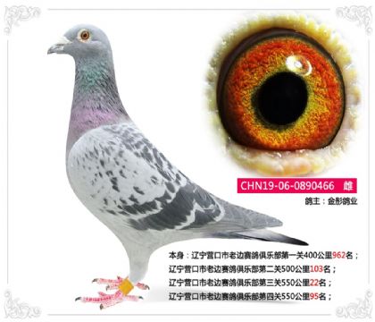 ����Ӫ�����ϱ�������ֲ�������550����22��   ��