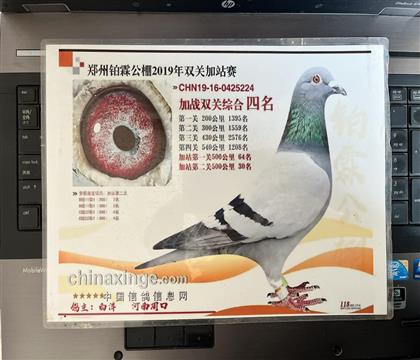 获奖照片随鸽发送