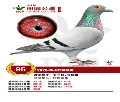 ֣����԰����95��