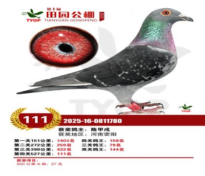 ֣����԰����111��