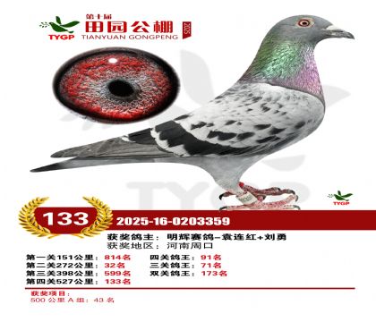 ֣����԰����133��