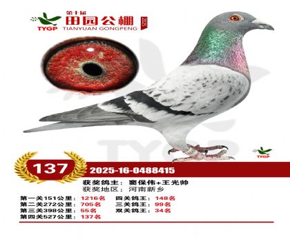 ֣����԰����137��