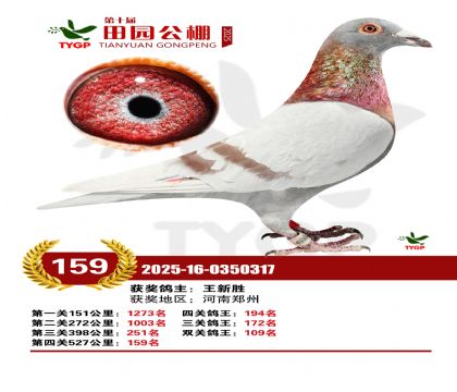 ֣����԰����159��