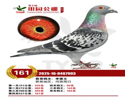 ֣����԰����161��