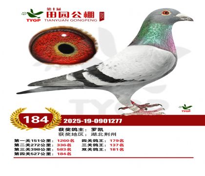 ֣����԰����184��