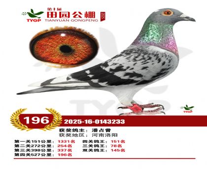 ֣����԰����196��