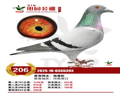 ֣����԰����206��