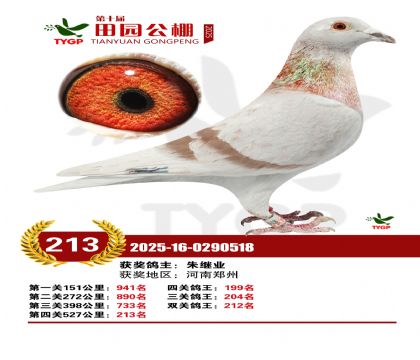 ֣����԰����213��