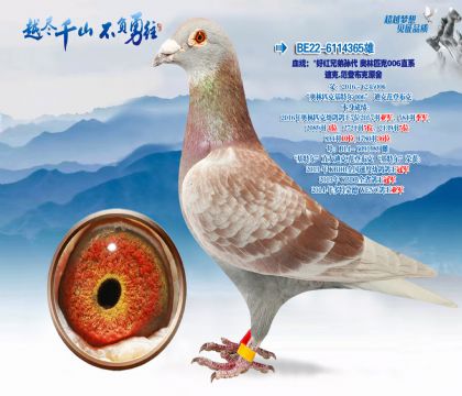 Ѫͳ�����ú��ֵ��������ƥ��006ֱϵ�Ͽ�.���ǲ���ԭ��