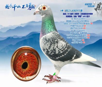 Ѫͳ��911���ʷ�ٷҡ�����������������