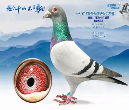 Ѫͳ������800ֱϵ-���Ը�����