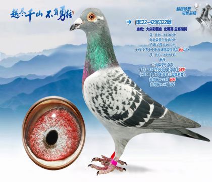 Ѫͳ����ͷ�ʻ�Ѫʷ�ٷ�.��������