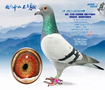 Ѫͳ��������-������ԭ��-����С�������