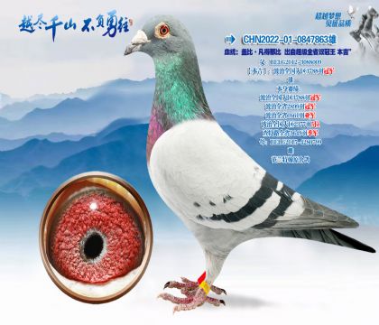 Ѫͳ���Ǳȡ������Ǳȳ��Գ���ȫʡ˫��������