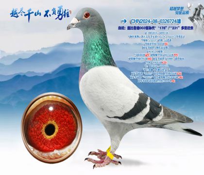 Ѫͳ���Ǳ�³��003�����178-231���ؽ���