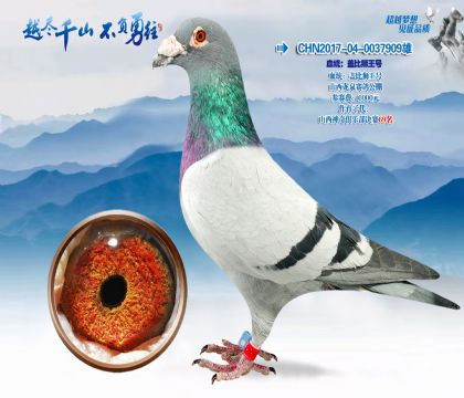 Ѫͳ���Ǳ�ʨ����-ɽ����Ȫ���빫��