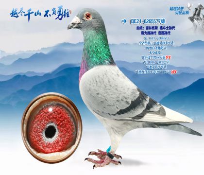 Ѫͳ�����ֿ�˹��ʿ���-ħ�������³�����