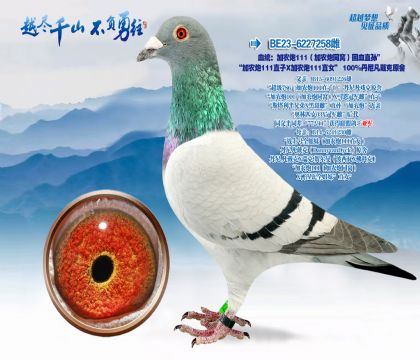 Ѫͳ����ũ��111����ũ��ͬ�ѣ���Ѫֱ��