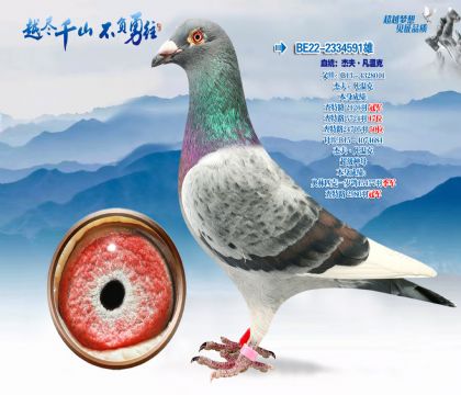 Ѫͳ���ܷ�-���¿�